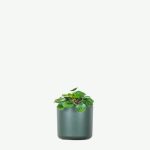 plants ecommerce product featured img 12
