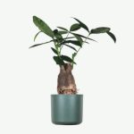 plants ecommerce product featured img 13