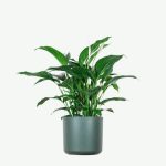 plants ecommerce product featured img 15