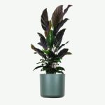 plants ecommerce product featured img 18