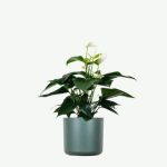 plants ecommerce product featured img 9