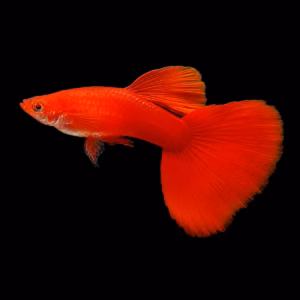 Full Red Guppy (সম্পূর্ণ লাল গাপ্পি)