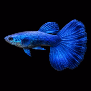 Blue Moscow Guppy (গাঢ় নীল গাপ্পি)