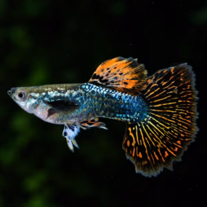 Red Dragon Guppy (লাল ও মোজাইক গাপ্পি)