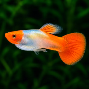 Koi Guppy
